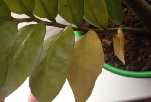 Замиокулькас белый налет на листьях. Проблемы с листьями замиокулькаса