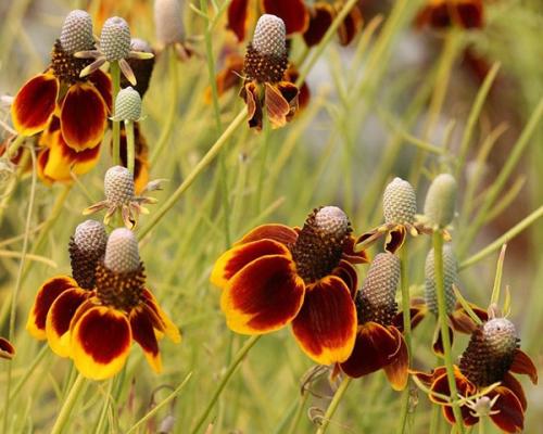 Ратибида в цветнике. Необыкновенная ратибида колоновидная на дачном участке