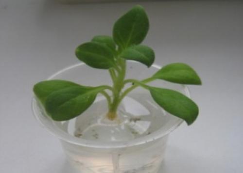 Укоренение черенков петунии в перлите. Как размножить петунию черенками в домашних условиях