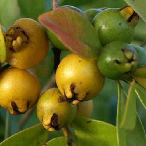 Псидиум прибрежный в домашних условиях. Условия выращивания