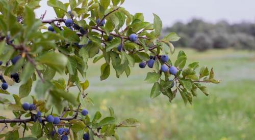 Сорта терна. Терн в саду: секреты выращивания и лучшие сорта