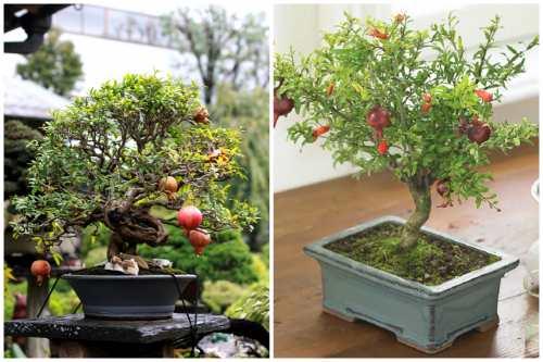 Как вырастить карликовый гранат в домашних условиях: пошаговая инструкция