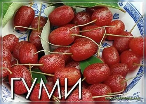 Где лучше посадить гуми. ВЫРАЩВАНИЕ ГУМИ НА СЕВЕРО-ЗАПАДЕ – ПОСАДКА И УХОД