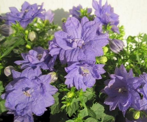 Кампанула жених и невеста 