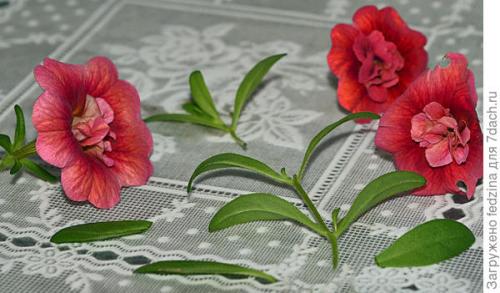 Калибрахоа лучшие сорта. Махровая калибрахоа