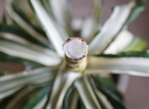 Как обрезать драцену душистую. Драцена: как обрезать ствол