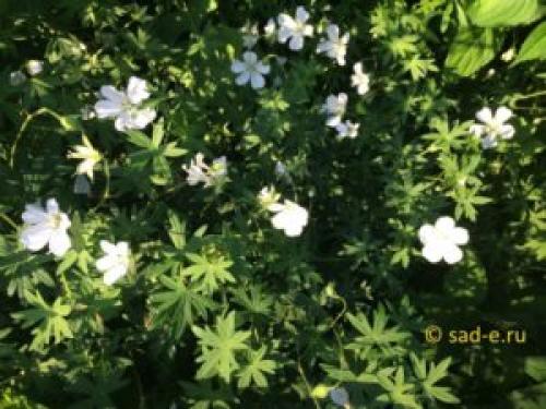 Герань красно-бурая Самобор. Сорта и виды герани для тенистых мест