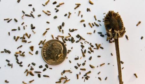 Ратибида в цветнике. Необыкновенная ратибида колоновидная на дачном участке