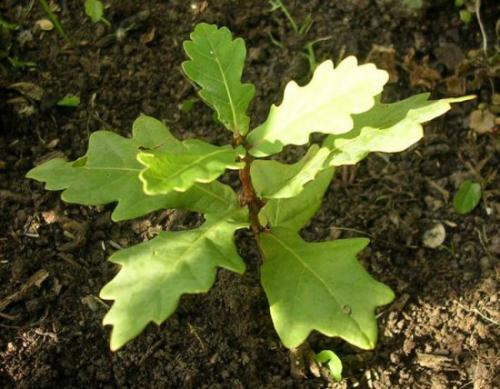 Как вырастить дуб в саду. Дуб на садовом участке: как правильно посадить и ухаживать