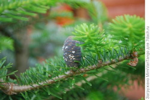 Пихта корейская - мой хвойный фаворит