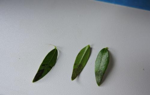 Мирт сохнет и сбрасывает листья, как его реанимировать. Почему у мирта опадают листья?