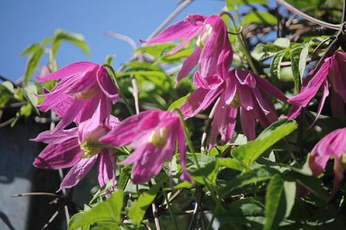 Клематис княжик. Декоративное и лечебное растение в вашем саду — княжик