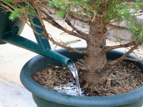 Пихта в горшке сохнет. Пихта домашняя в горшке