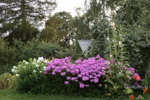 Когда можно садить многолетние флоксы. Посадка многолетних флоксов и уход за ними: 5 секретов пышного цветения