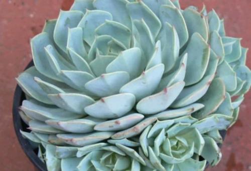 Эхеверия миранда. Виды эхеверий для комнатного цветоводства