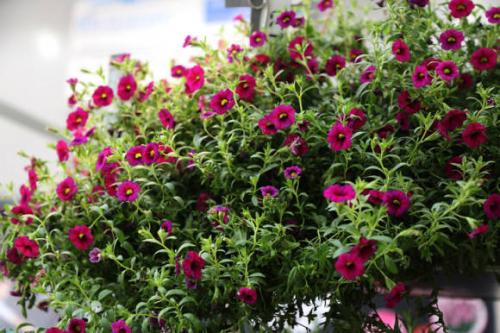 Калибрахоа размножение черенками. Калибрахоа: выращивание и размножение