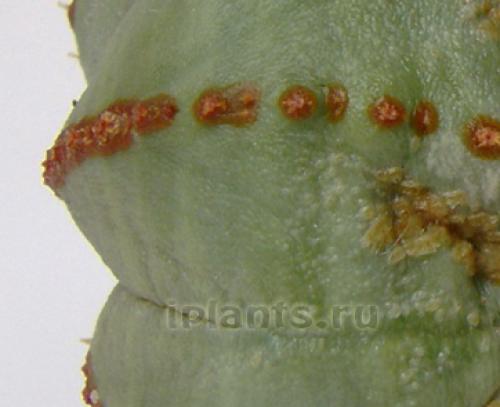 Белый налет на, кактусе. Клещи на кактусах