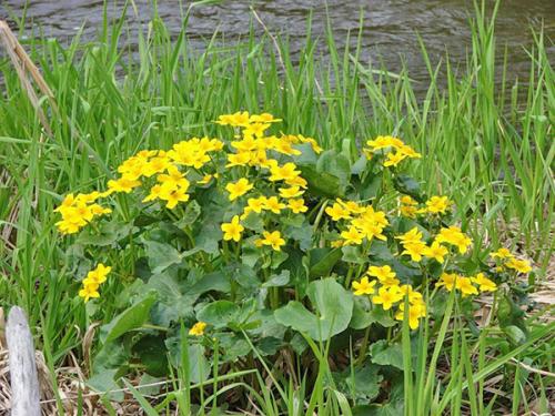 Калужница мультиплекс. Яркие краски сада в калужнице болотной