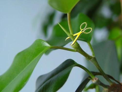 Как сделать пышную крону для фикуса Бенджамина. Как обрезать фикус Бенджамина: способы формирования кроны