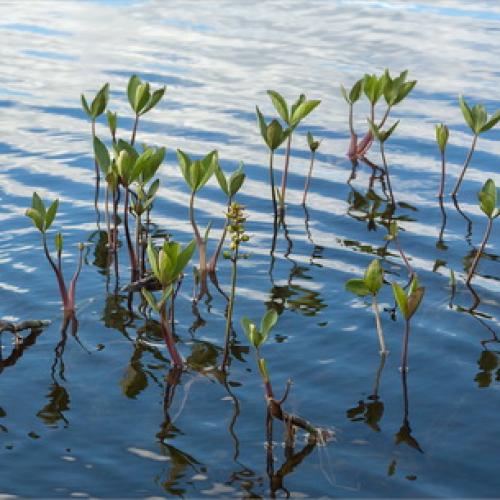 Вахта трехлистная выращивание. Ботаническая характеристика растения вахта трехлистная