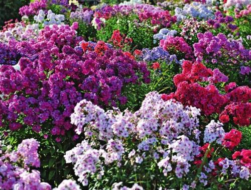 Флоксы размножение. Как размножить флоксы? Легко!