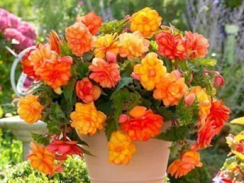 Бегония Вечноцветущая приметы. Приметы и суеверия о бегонии