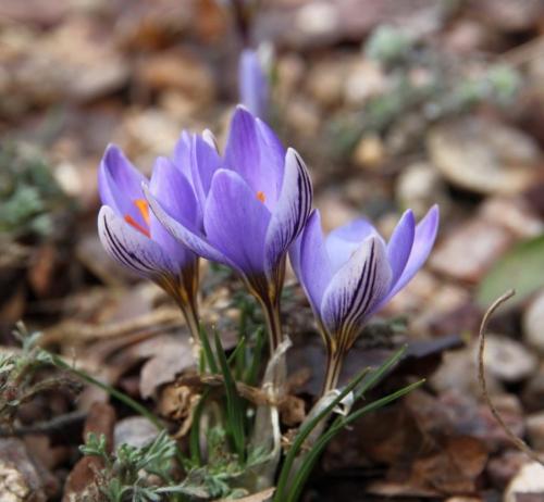 Крокусы белые. Что необходимо знать о крокусах