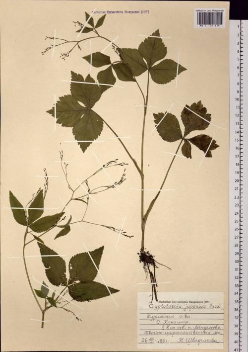 Мицуба растение. Описание