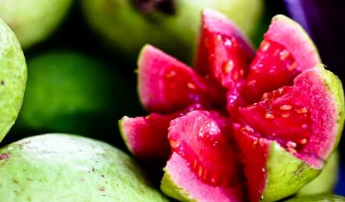 Псидиум земляничный. Гуава Кеттли или земляничная гуава особенности выращивания