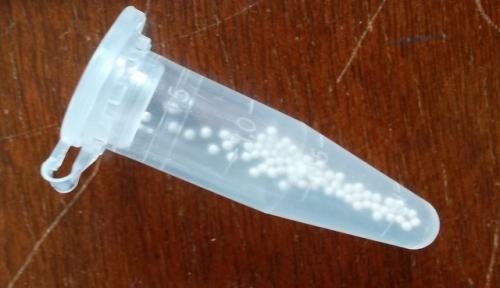 Глоксиния гибридная выращивание из семян. Профессиональное выращивание глоксинии из семян в домашних условиях. Фото-инструкция