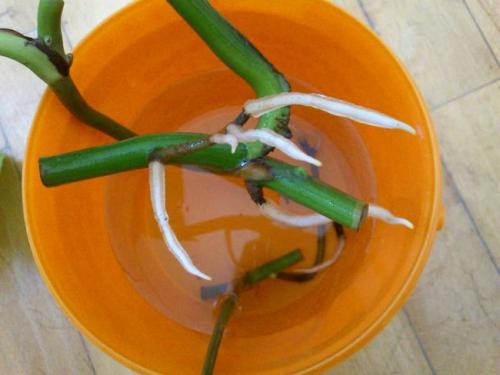 Как омолодить монстеру. Монстера уход в домашних условиях фото