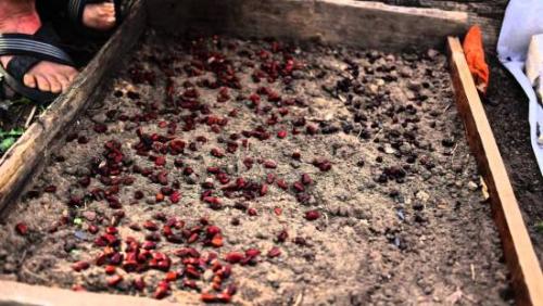 Пересадка сеянцев кедра. Уход за сеянцами кедра