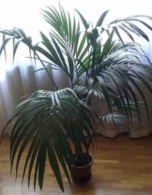 Ховея и хамедорея. Комнатные пальмы