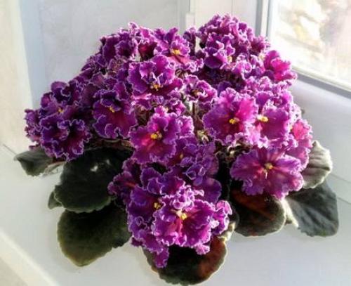 Почему у фиалки цветы под листьями. 