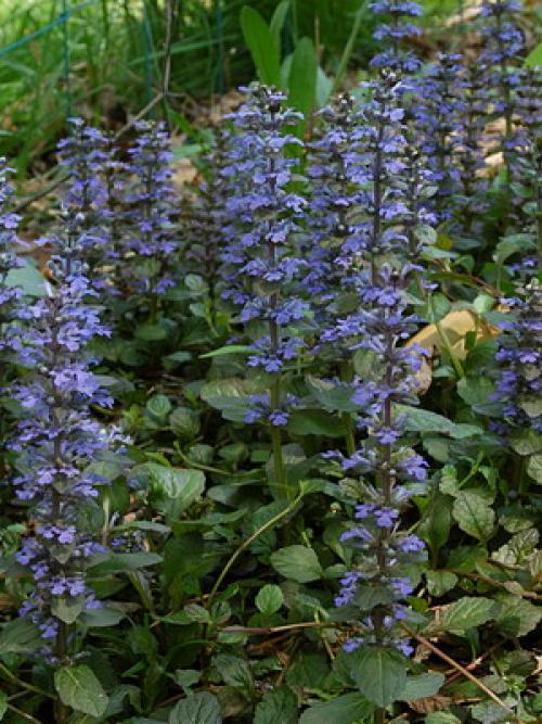 Тюльпан бордюрный. Бордюрные растения многолетники и их фото