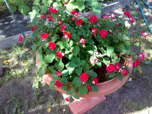 Бальзамин на клумбе. Садовый бальзамин – яркие красочные клумбы: особенности выращивания и ухода