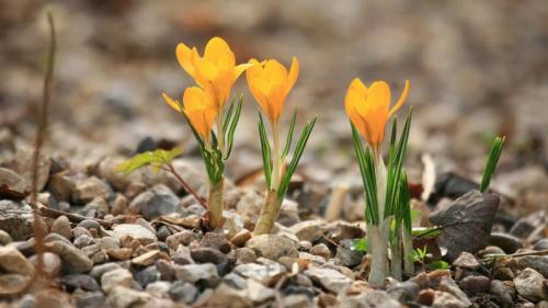 Цветок крокус описание. Весенние крокусы — описание и виды