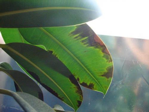 Фикус черные пятна на листьях. У фикуса тёмные пятна на листьях. Что делать?