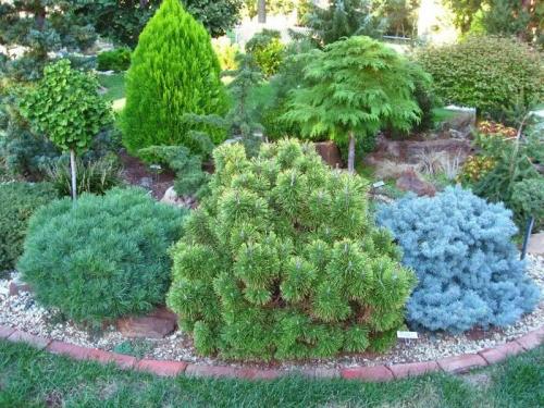 Горные сосны пересадка осенью. Вынужденная пересадка