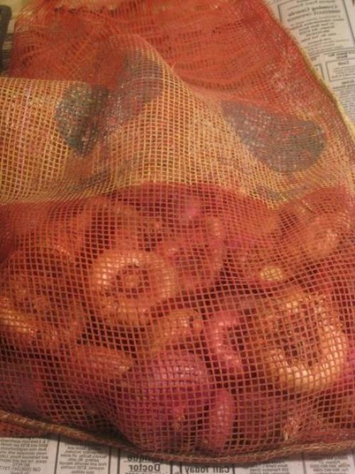 Забыла выкопать гладиолусы. Когда выкапывать и как хранить гладиолусы?