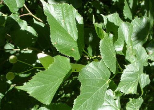 Липа европейская жилкование. Строение липы