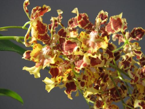 Орхидея Онцидиум Свит Шугар. Ботаническое описание