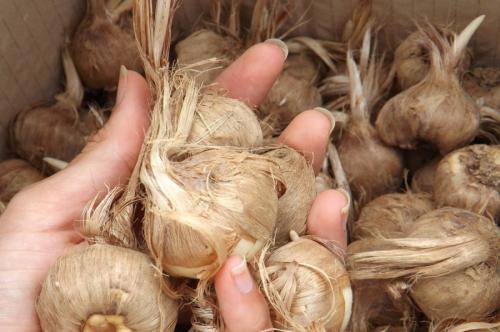 Крокусы белые. Что необходимо знать о крокусах