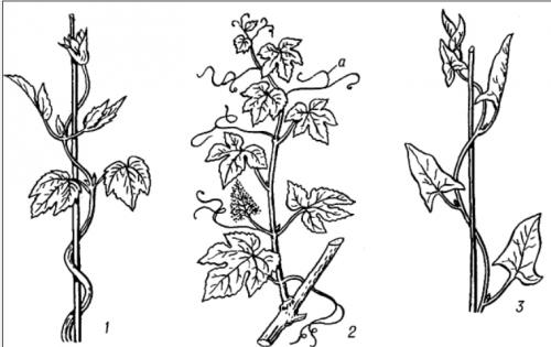Декоративные лианы для сада