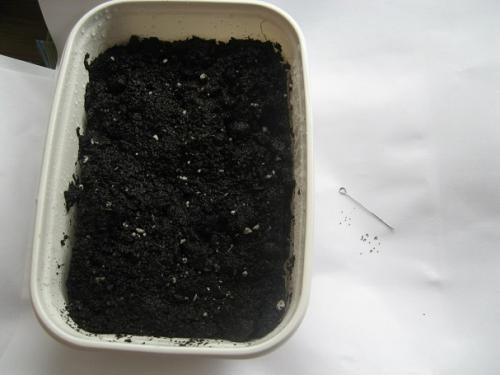 Глоксиния гибридная выращивание из семян. Профессиональное выращивание глоксинии из семян в домашних условиях. Фото-инструкция