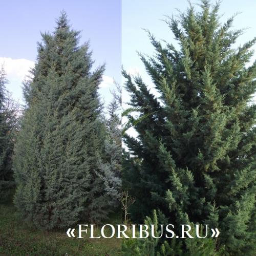 Кипарис Голдкрест Вилма в открытом грунте. Купрессус голд вилма, голдкрест и микрокарпа