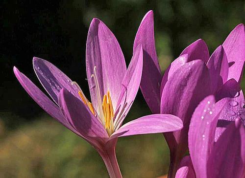 Лечебные свойства безвременника осеннего — когда яд становится лекарством для больных раком