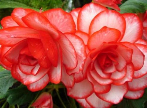 Бегония Вечноцветущая однолетняя или многолетняя. Бегония многолетняя или однолетняя