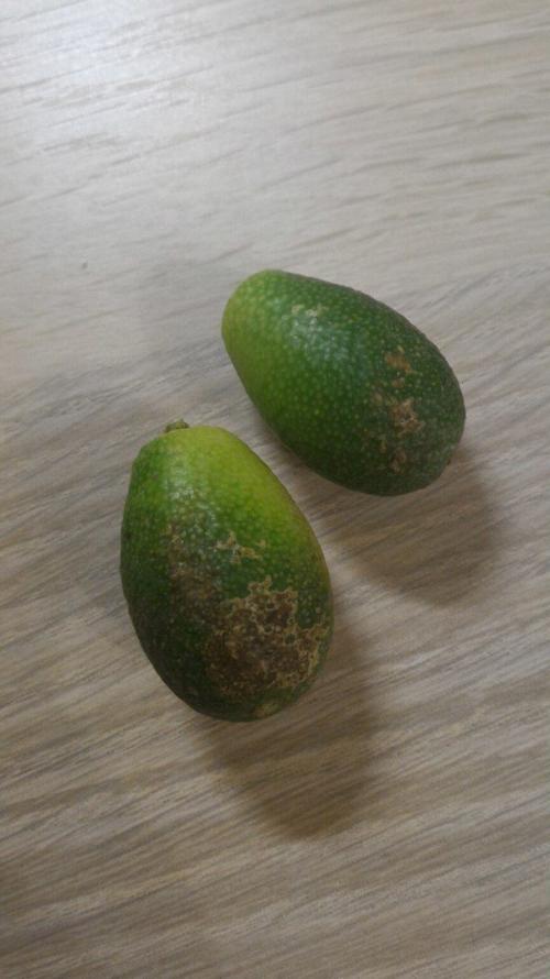 Кумкват сбрасывает листья. Опадает кумкват, помогите спасти!