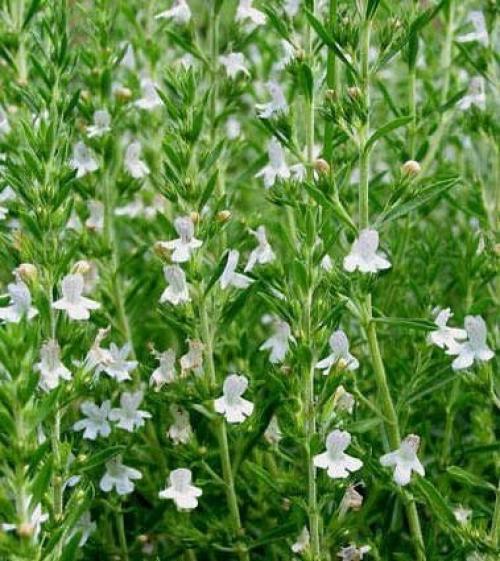 Чабер перечный аромат.